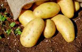Zarada na krompiru 10.000 evra po hektaru: Kako je ova povrćka postala zlata vredna?