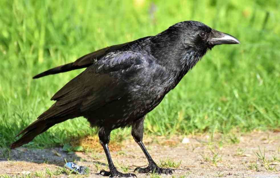 Pomor vrana u Srbiji