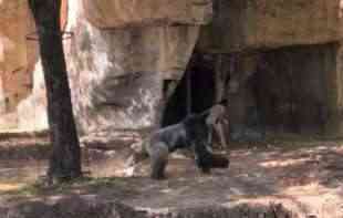 Jeziv snimak besne gorile koja juri <span style='color:red;'><b>čuvar</b></span>e zoo vrta