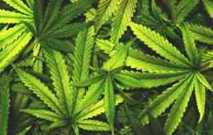 Ukrajina: <span style='color:red;'><b>Kanabis</b></span> legalizovan dok traje rat