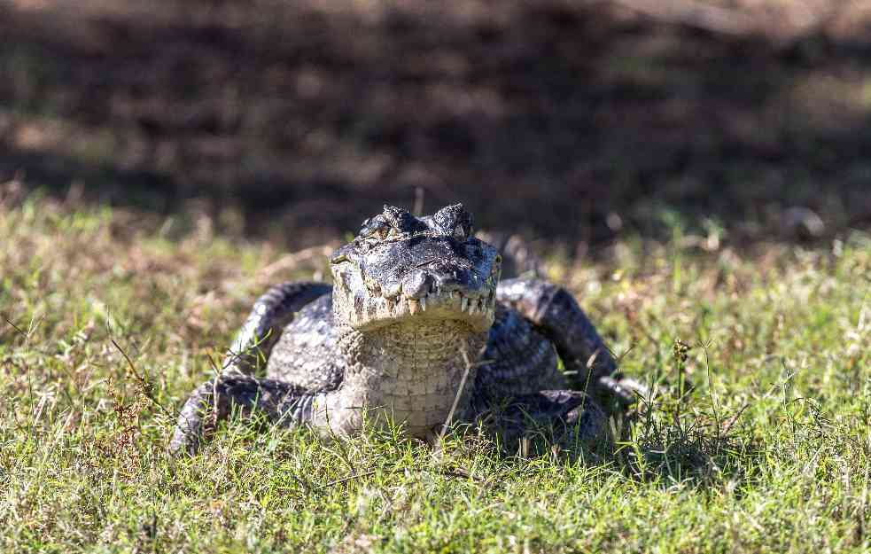 Grdosiju od 340 KILOGRAMA, PUŠTAO GA DA SE BRČKA SA DECOM U BAZENU, BIO MU KUĆNI LJUBIMAC!