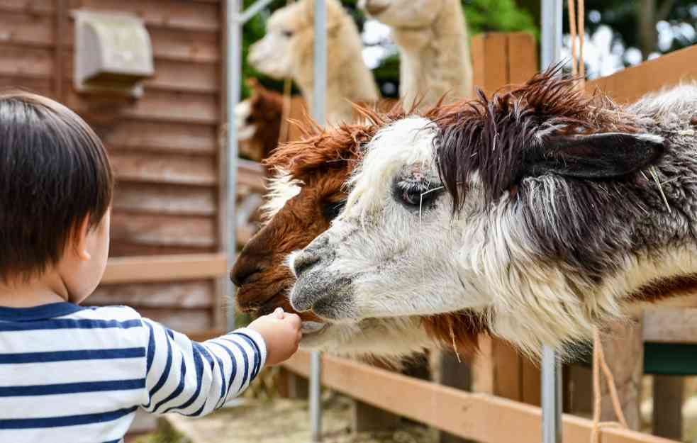 Otkrivena lokacija novog zoo-vrta: Pravi raj za životinje