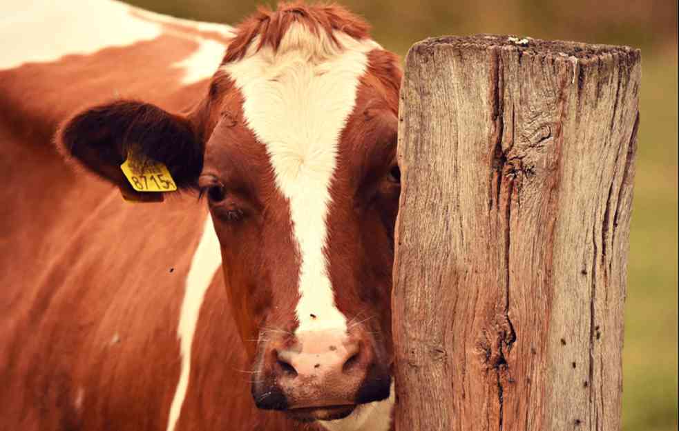 Stvorena krava koja proizvodi mleko sa ljudskim insulinom: Jedno krdo može proizvesti dovoljno insulina za ceo svet