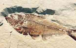 U Peruu pronađen fosil rečnog delfina star 16 miliona godina