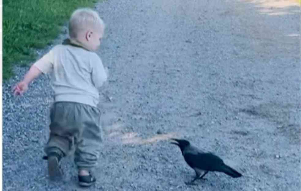 Vrana je pratila dečaka na svakom koraku: Kad saznate šta to znači ići će vam suze