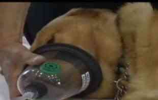 Zagrebački vatrogasci nabavili maske za kiseonik za pse i <span style='color:red;'><b>mačke</b></span>, kako sačuvati ljubimce od požara