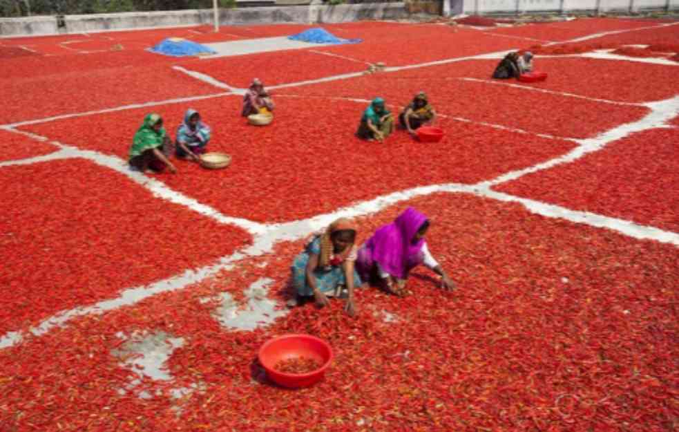 Sušenje ljute paprike u Bangladešu: Ko nema svoje zemljište slobodno koristi obalu reke