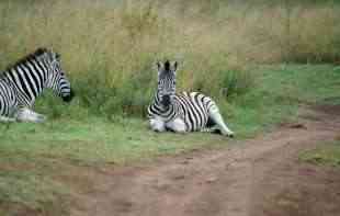 Novi drugar u Beo <span style='color:red;'><b>Zoo vrt</b></span>u: Stiglo pojačanje među zebrama