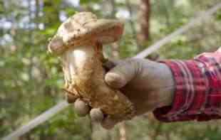 Japanske Matsutake jedne od najskupljih gljiva na Svetu