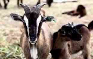 Italijansko ostrvo nudi posetiocima koze na poklon