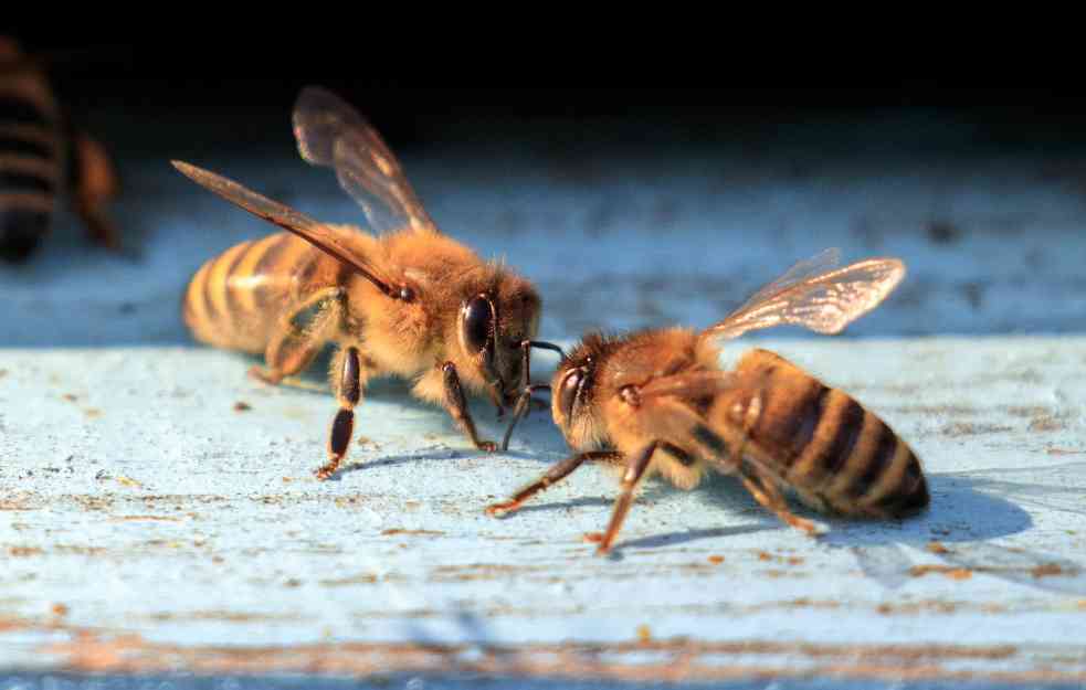 UPOZORENJE: Stiže INSEKTOKALIPSA 