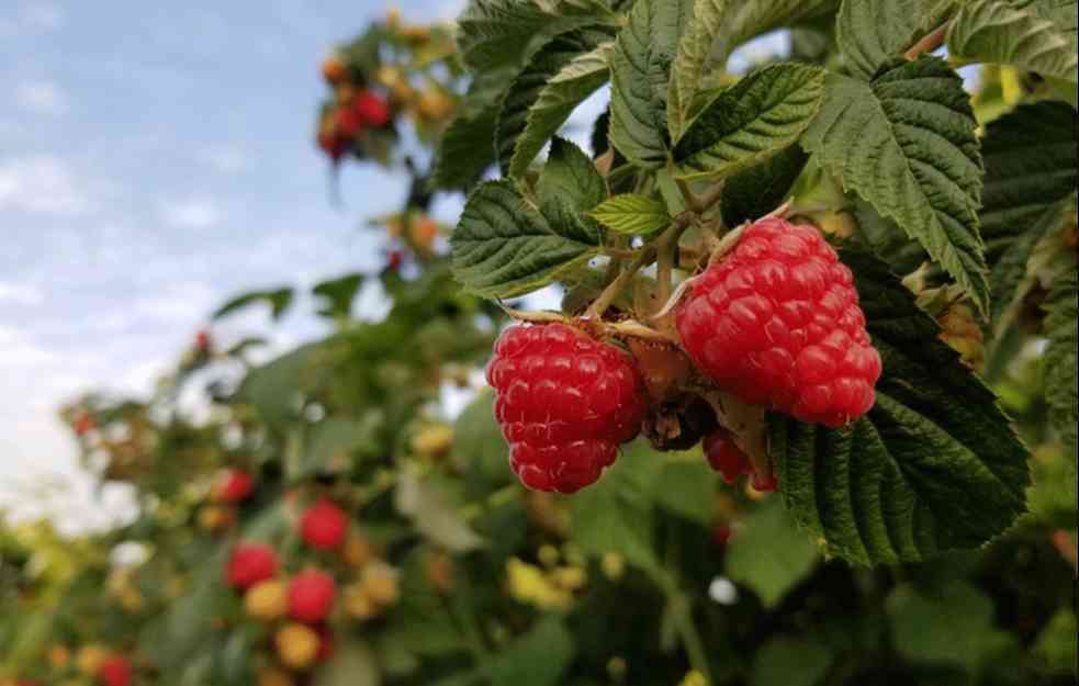 KAKVA ŠTETA: Problemi sa otkupnim cenama smanjili su i površine malinjaka u Srbiji