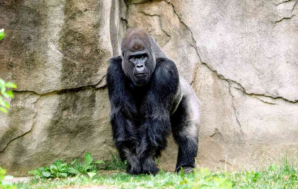 Najstarija gorila napunila 67 godina: Evo šta je dobila kao poklon
