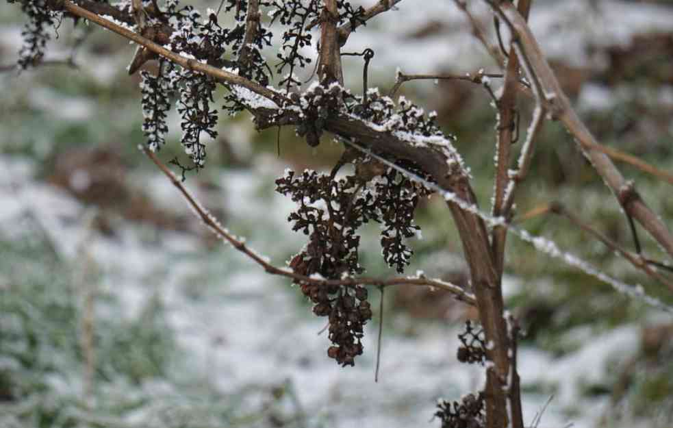 Aprilski mraz u Srbiji ugrozio je i vinograde