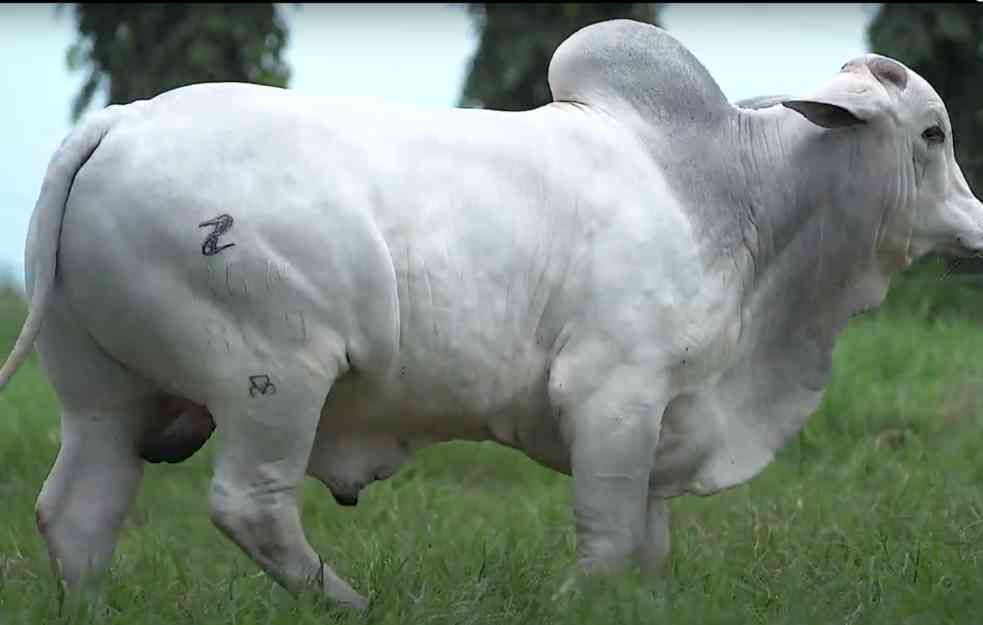 Najskuplja krava ikad prodata na aukciji: Od cifre će vam se zavrteti u glavi