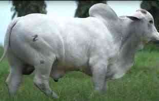 Najskuplja krava ikad prodata na a<span style='color:red;'><b>ukc</b></span>iji: Od cifre će vam se zavrteti u glavi