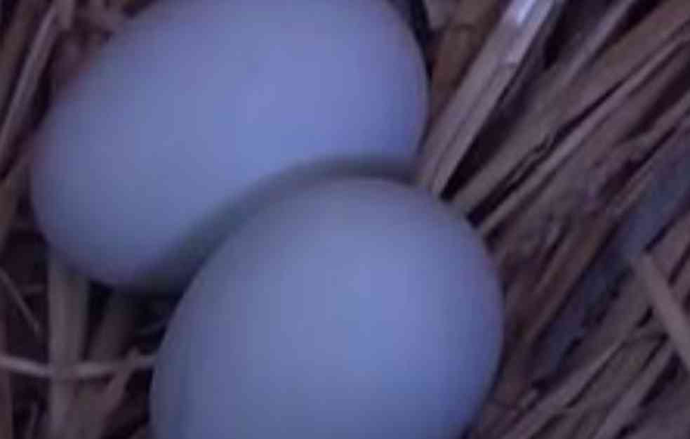 Koke u Padini nose plava jaja! Pred Vaskrs najtraženija, evo koliko košta komad