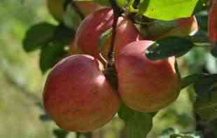 Džabe peremo voće i povrće <span style='color:red;'><b>pesticidi</b></span> se i dalje zadržavaju