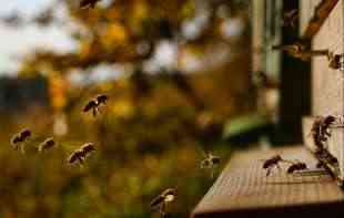 Pčelari sele košnice kako bi nadoknadili prvi prinos bagremovog meda