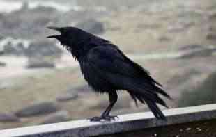 Nemačko istraživanje utvrdilo da vrane mogu da broje