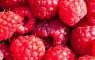 <span style='color:red;'><b>MALINARI</b></span> PRETE OBUSTAVOM BERBE: Proizvođači malina najavili dvočasovnu blokadu saobraćaja