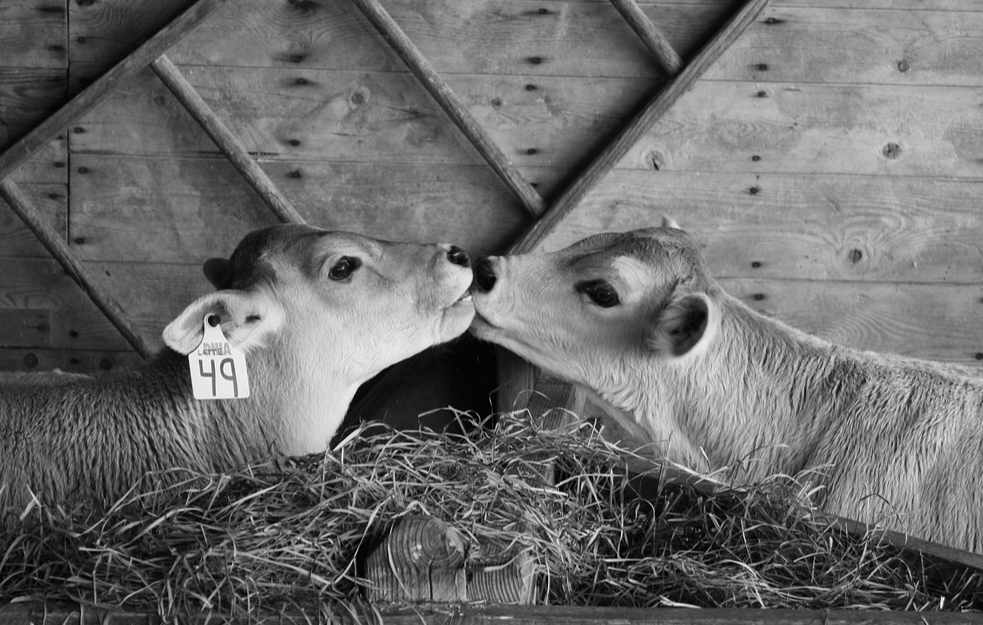 Cena oborila sve rekorde: Prodato je najskuplje tele na svetu 