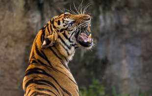 <span style='color:red;'><b>Tigar</b></span> napao i povredio ženu zaposlenu u tematskom parku u Kvinslendu