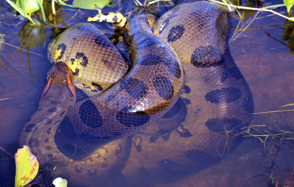5 čudnih činjenica o najvećoj zmiji na svetu zelenoj anakondi