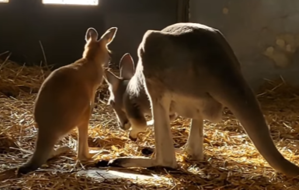 Mladunče kengura iz Beo zoo-vrta u punoj snazi, raste neverovatnom brzinom