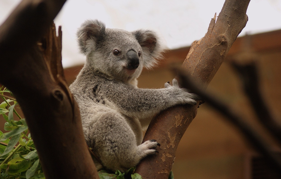 Šokantna istina o prirodi: 150 životinjskih vrsta jede sopstveni otpad