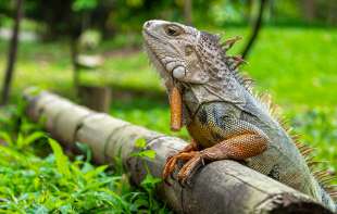 Šverc iguana <span style='color:red;'><b>biznis</b></span> u procvatu