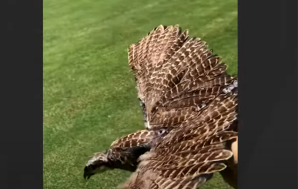 Mehaničke ptice - ubice: Kina menja istoriju rata, novi dronovi izgledaju i lete kao ptice (VIDEO)