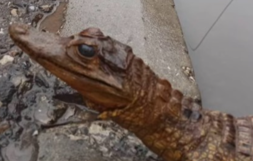 Nišlijka ostala u šoku kada je u bari ugledala - malog krokodila!  (VIDEO)