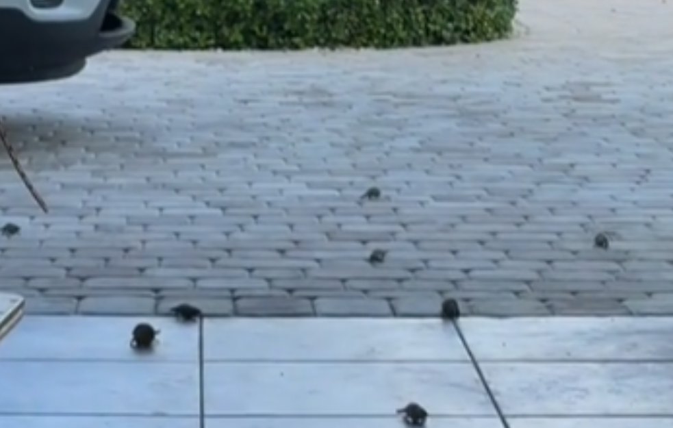 Mislila je da je ponela školjke sa plaže, pa je usledio užasan šok (VIDEO)