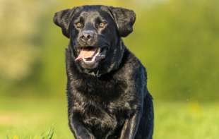 Pogledajte kako ovaj labrador koristi krevet za pse