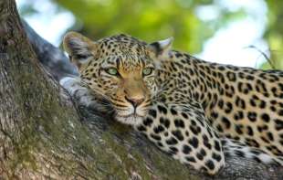 Preminuo radnik zoo vrta nakon napada leoparda