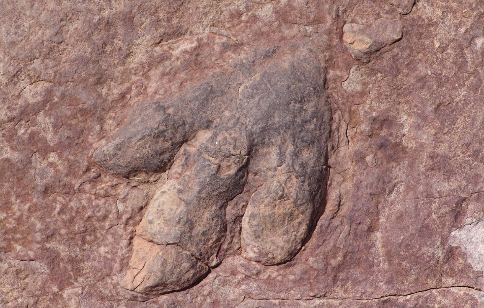 Zbog poplave u Teksasu otkriveni otisci dinosaurusa stariji više od 110 miliona godina
