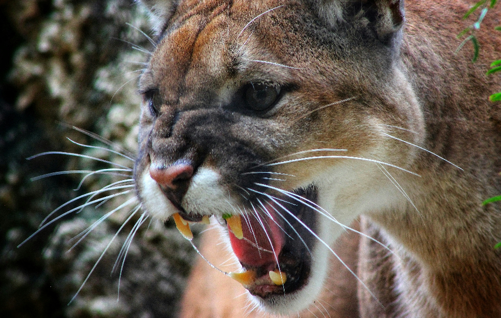 Puma napala devojčicu ispred kuće: Majka odmah reagovala