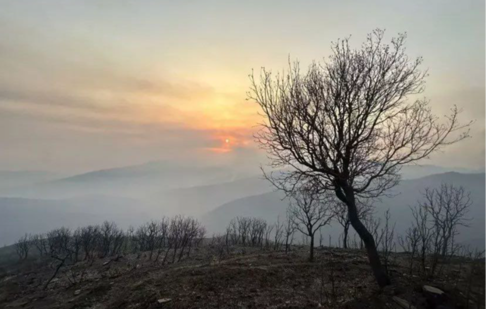 Požari u Španiji uništeno 115.000 hektara šuma