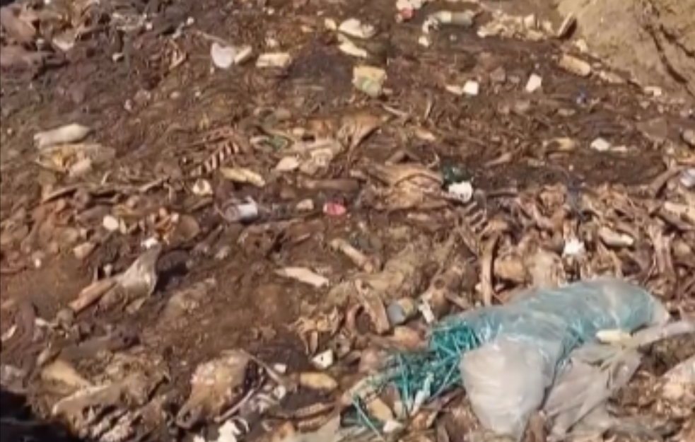 Crkotine i skeleti tik uz varoš u Smederevskoj Palanci