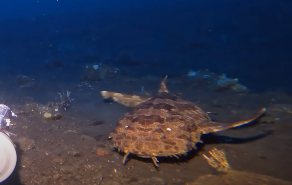 Spustio kameru na dno okeana i snimio predatora koji može da proguta ajkulu (VIDEO)