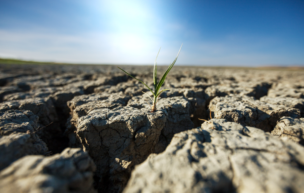 Ratari na ivici PROPASTI: Vrelo leto uništilo rod, ključne kuture razorene - šteta se meri stotinama miliona