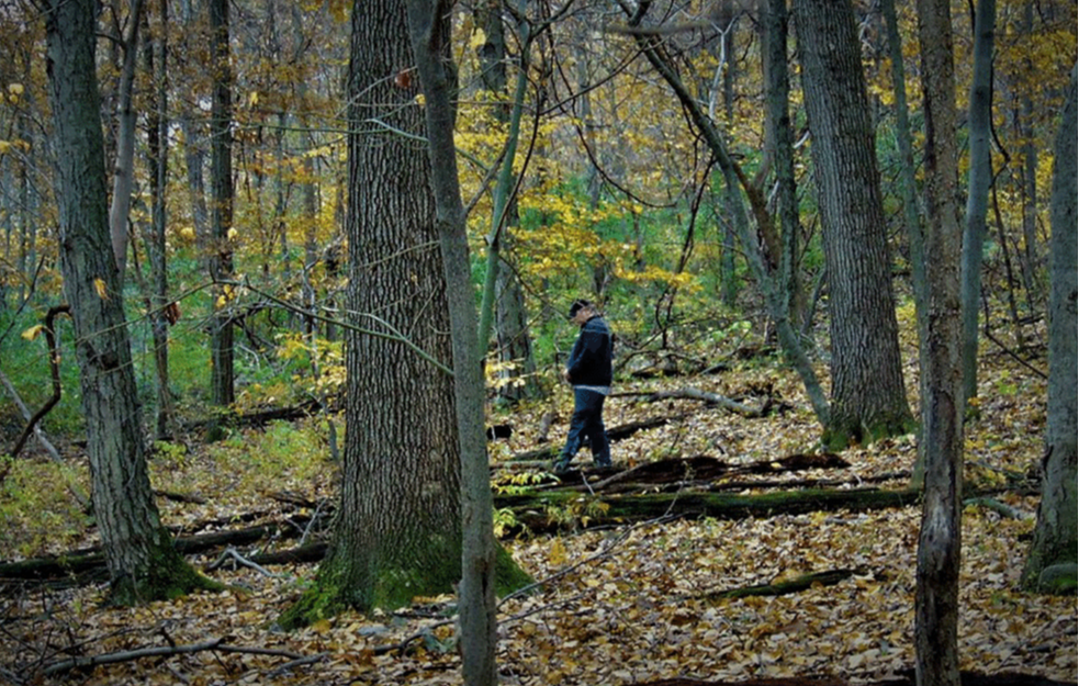 U Nišu uhapšen službenik Srbija šuma: Prikrivao nezakonitu seču drveća