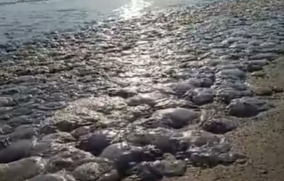 Rumunska obala nakon leta prepuna mrtvih meduza