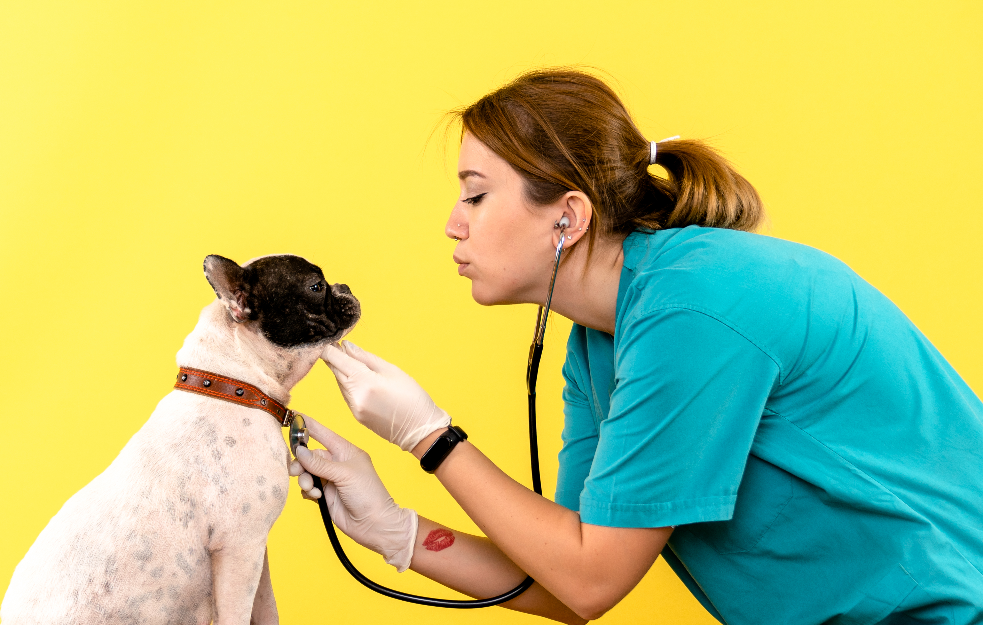  Osam znakova da vaš pas ima trovanje hranom, simptomi koje ne smete ignorisati