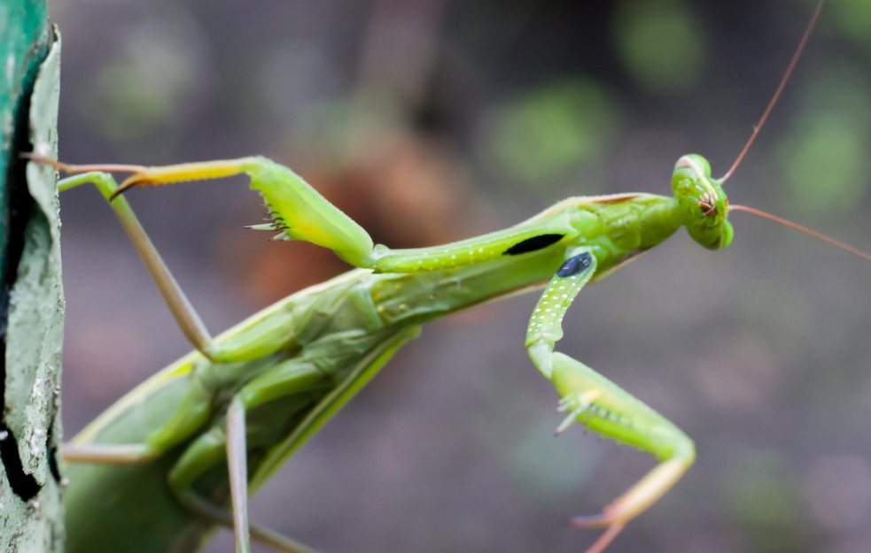 Najezda bogomoljki u Beogradu?!?
