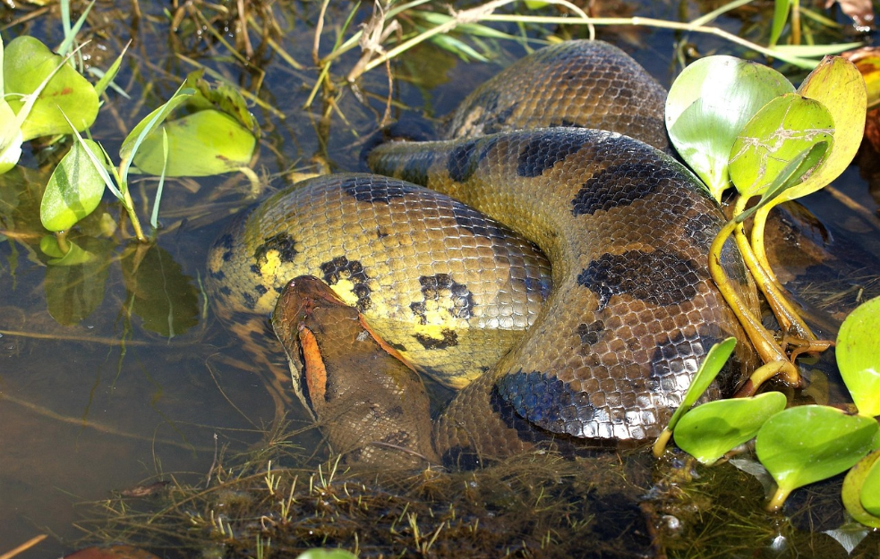 Pronađena anakonda od 4 metra
