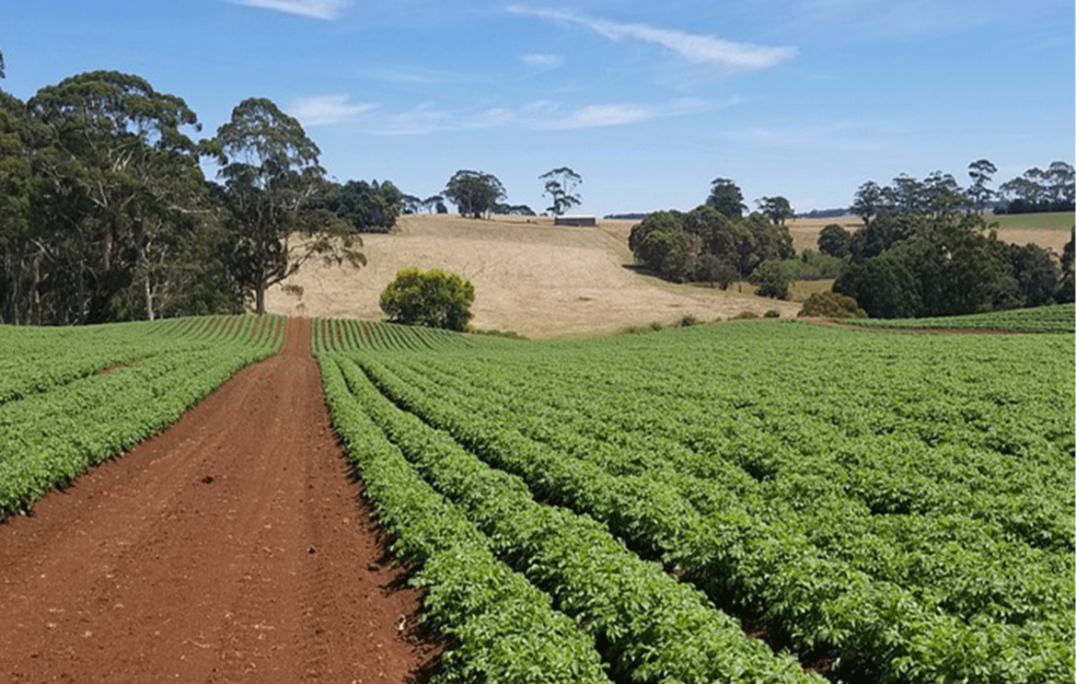 Vrednost poljoprivredne proizvodnje u EU pala za 0,9 odsto u 2024.