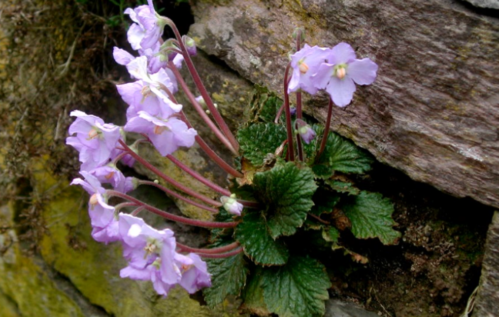 Cvet feniks, simbol Dana primirja, pobede srpskog naroda i države