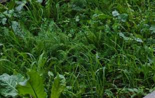 U Srbiji danas oblačno sa kišom: Najviša dnevna do 15 stepeni